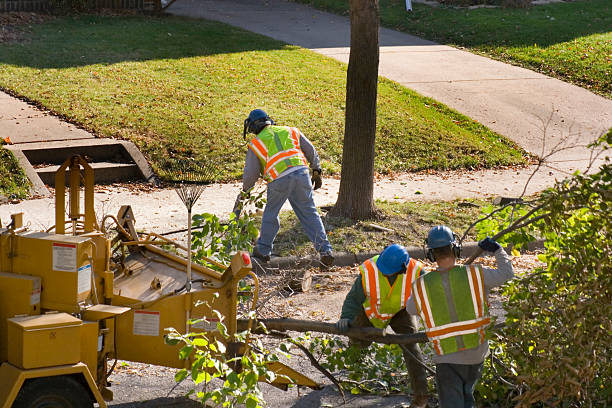 Dead Tree Removal in Barnwell, SC